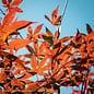 #15 Acer pal Wolff Emperor I/ Red Upright Japanese Maple