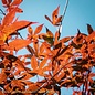 #1 Acer pal Wolff Emperor I/ Red Upright Japanese Maple