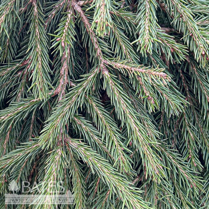 #6 Picea ab Ripplebrook/ Dwarf Mounding Norway Spruce