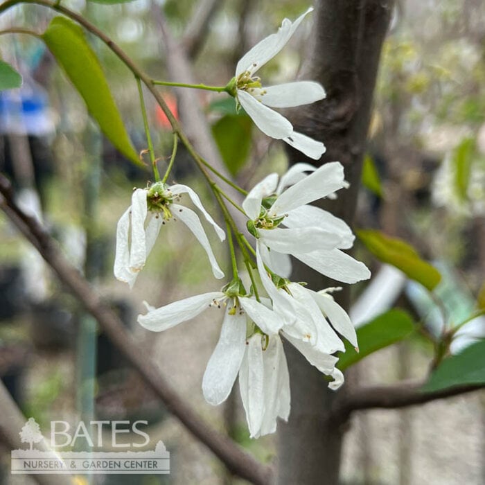#7 SINGLE Amelanchier laev Spring Flurry/ Allegheny Serviceberry Tree Form Native (TN)