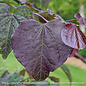 #7 Cercis can PW Midnight Express/ Burgundy Foliage Redbud Native (TN)