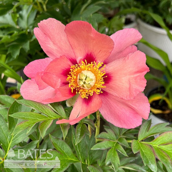 #5 Paeonia Old Rose Dandy/ Pink Itoh Peony