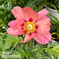 #5 Paeonia Old Rose Dandy/ Pink Itoh Peony