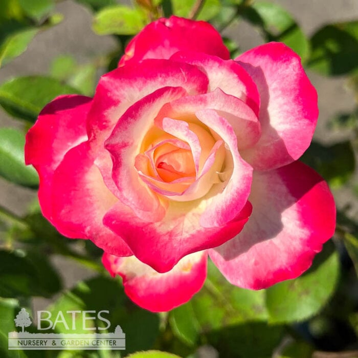 #3 Rosa Cherry Parfait/ Red, White Grandiflora Rose - No Warranty