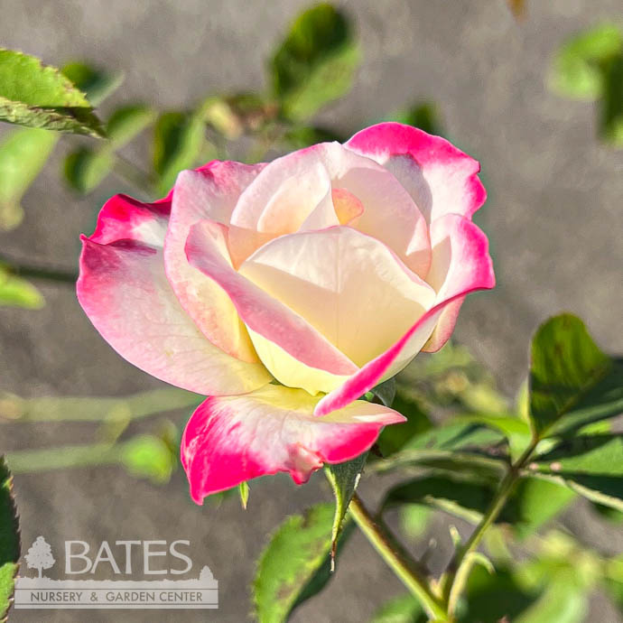 #3 Rosa Cherry Parfait/ Red, White Grandiflora Rose - No Warranty