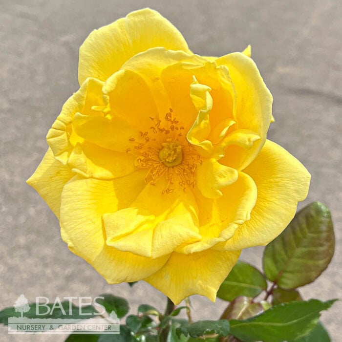 #3 Rosa Radiant Perfume/ Yellow Grandiflora Rose - No Warranty