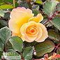 #2 Rosa Gumball Goody/ Multicolor Shrub Rose - No Warranty