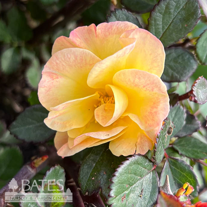 #2 Rosa Gumball Goody/ Multicolor Shrub Rose - No Warranty