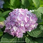 #7 Hydrangea mac Endless Summer 'The Original'/ Bigleaf/ Mophead Repeat Blue or Pink