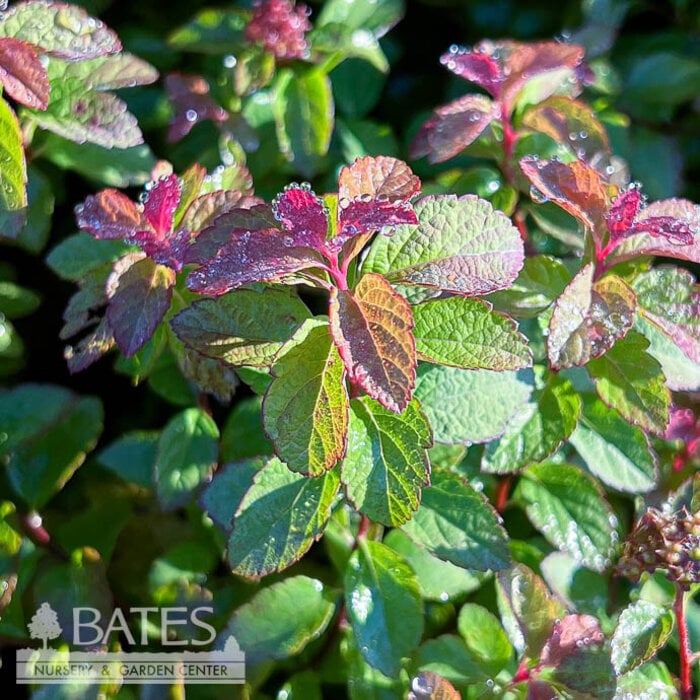 #3 Spiraea japonica Empire 'Northern Lights'/  Red-yellow-green Foliage, Pink Flowers