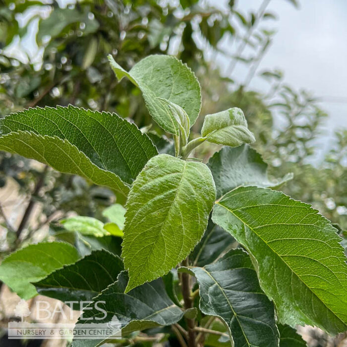 Edible #7 Malus Pink Lady/ Semi-dwarf MidSeason Apple