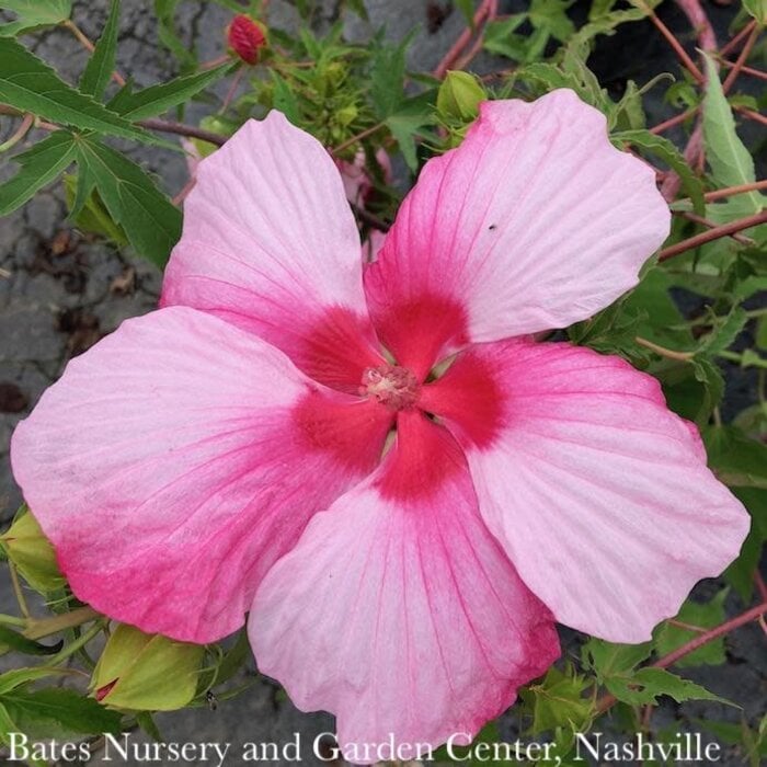 #2 Hibiscus x Turn of the Century/ Pink and White Hardy