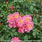 #3 Rosa PW Oso Easy Double Pink/ Rose - No Warranty