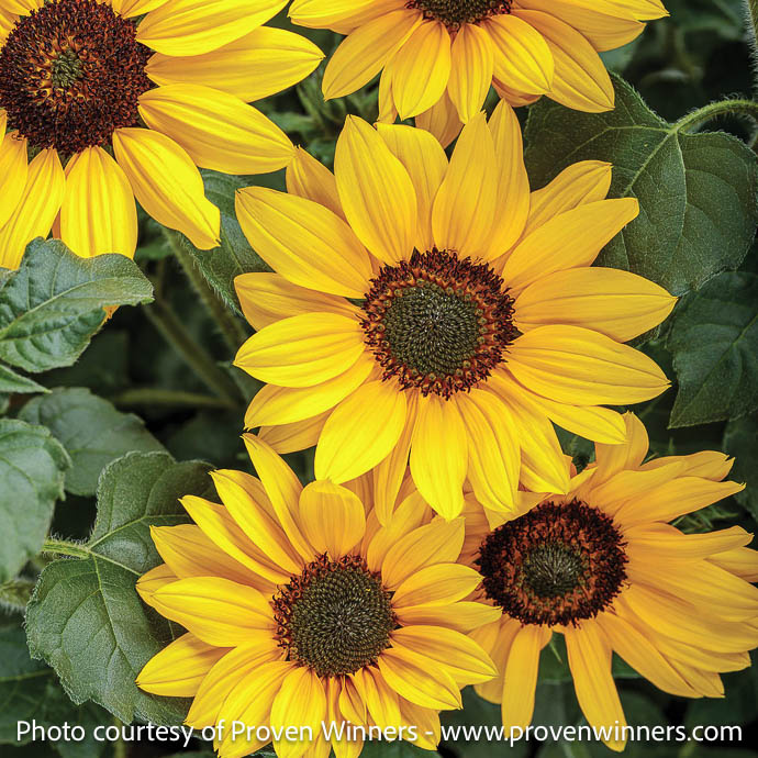 Tropical 8p Helianthus x PW Suncredible 'Yellow'/ Sunflower - No Warranty