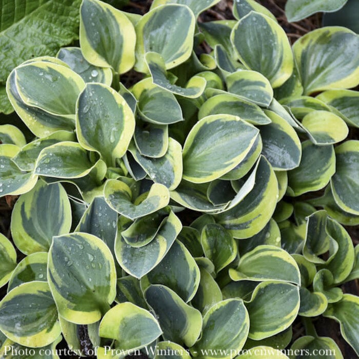 #1 Hosta x PW Mighty Mouse/ Dwarf Blue-green with Yellow Margin