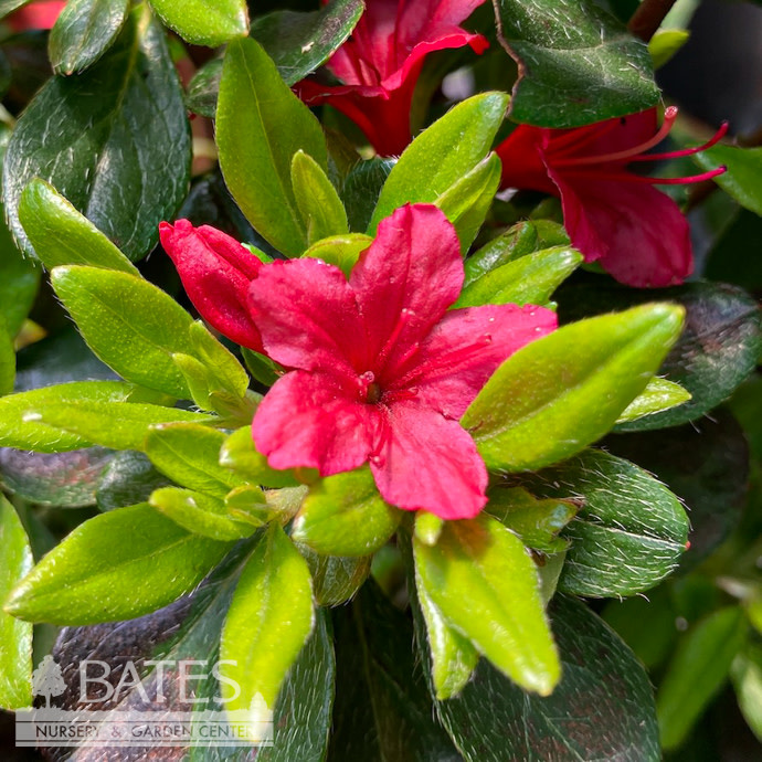 A30-Azalea - Evergreen #3 Azalea x Hino Crimson (Kurume hybrid)/ Red ...