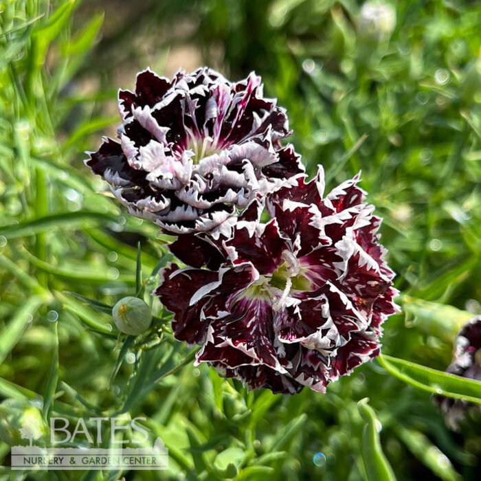 QP Dianthus Velvet 'n Lace/ Maroon and White