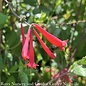 #1 Lonicera semp Major Wheeler/ Red Honeysuckle Native (TN)