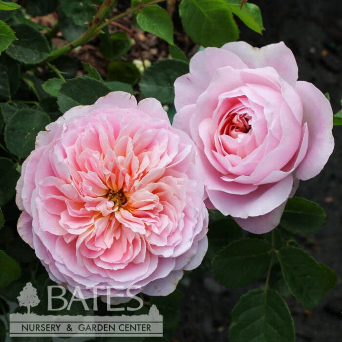 #3 Rosa Eustacia Vye/ Pink David Austin Shrub Rose - No Warranty