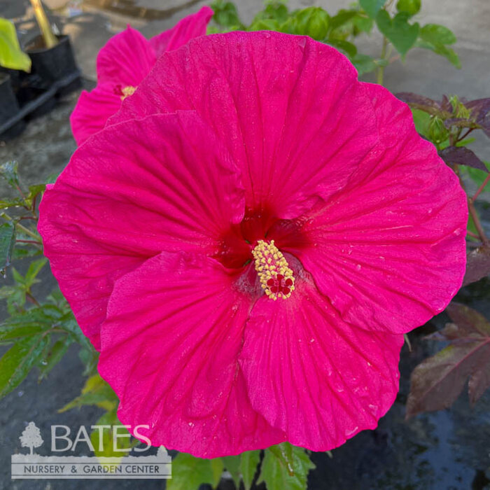 #3 Hibiscus x Summer in Paradise/ Pink Hardy