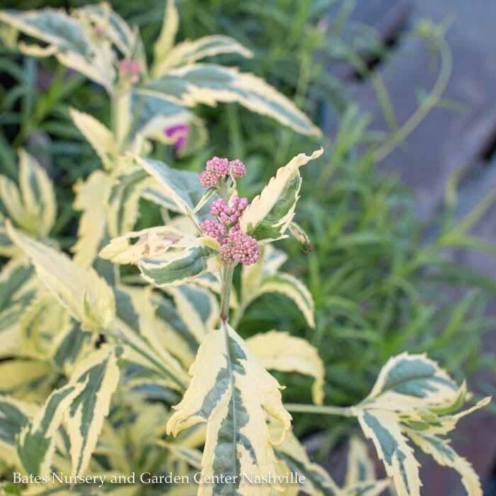 #1 Eupatorium fortunei Pink Frost/ Variegated Japanese Joe Pye Weed