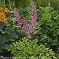 #1 Astilbe x Amber Moon/ Rose-pink