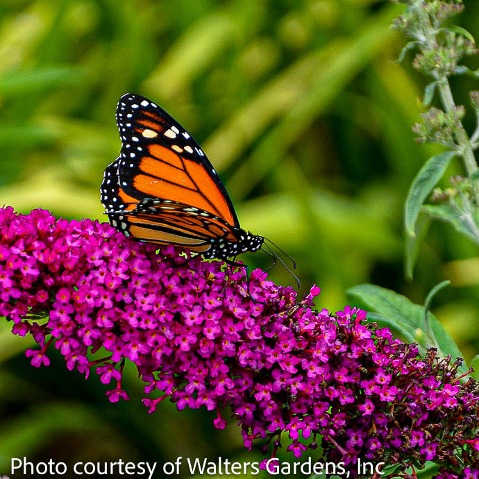 #1 Buddleia Queen of Hearts/ Butterfly Bush Magenta