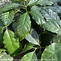 6p! Coffea arabica/ Coffee Plant / Tropical