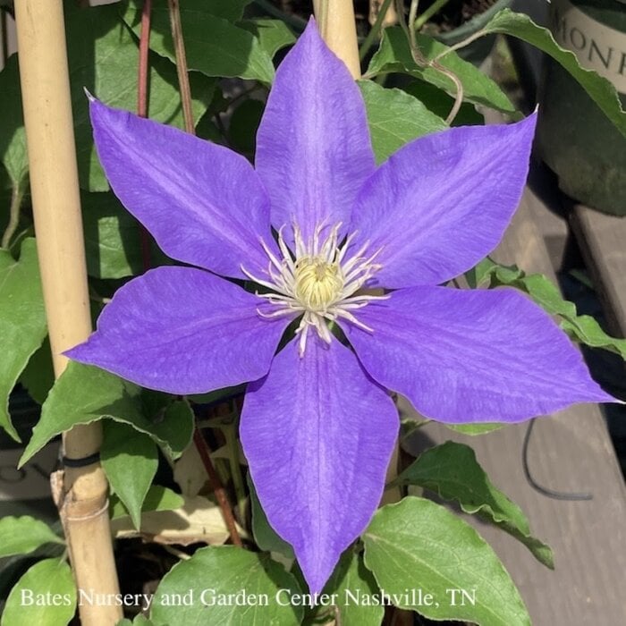 #1 Clematis H.F. Young/ Medium Blue