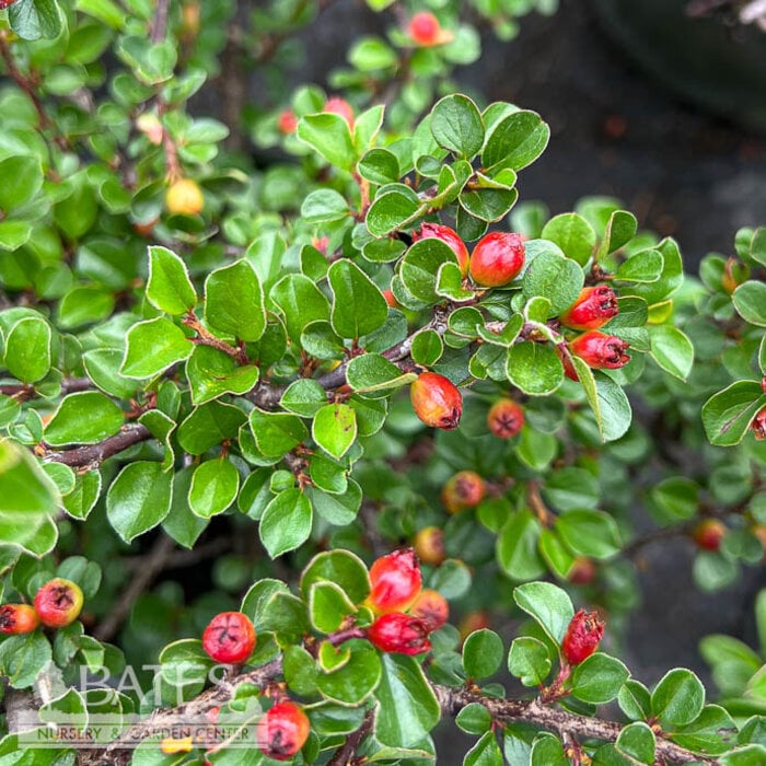 #1 Cotoneaster apiculatus/ Cranberry