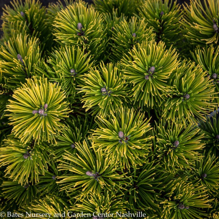 #1 Pinus mugo Carsten's Wintergold/ Dwarf Pine