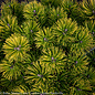 #1 Pinus mugo Carsten's Wintergold/ Dwarf Pine