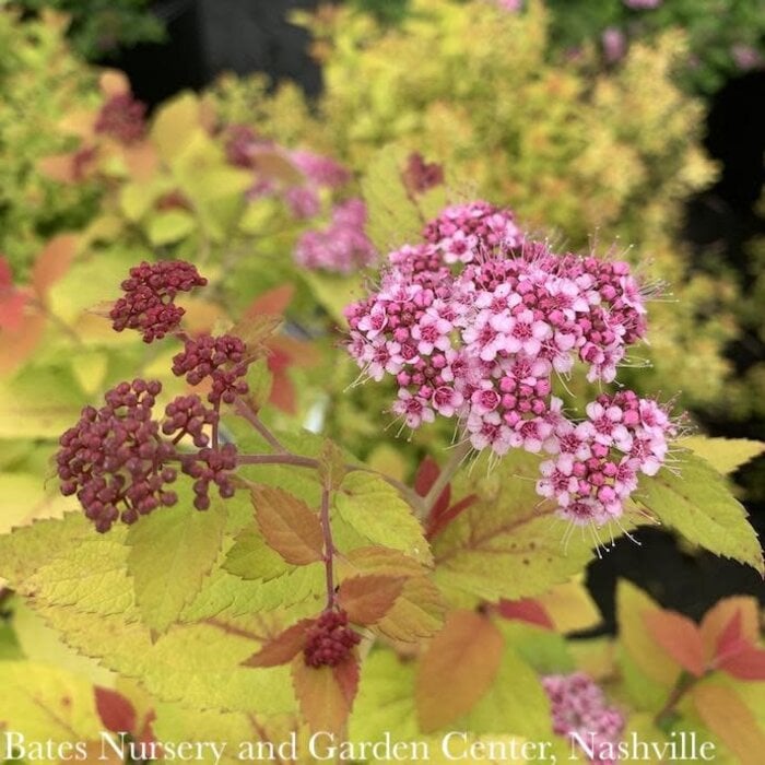 8P Spiraea japonica 'Yan' PW Double Play 'Gold'/ Pink Flowers