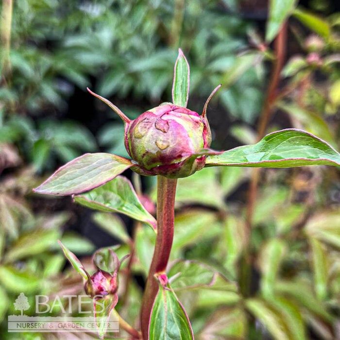 #1 Paeonia lactiflora Angel Cheeks/ Pink Dbl Peony