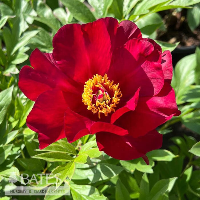 #3 Paeonia Scarlet Heaven/ Single Red Itoh Peony