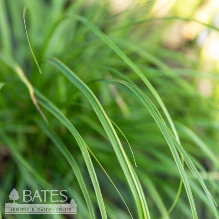 QP Grass Carex osh EverColor Everdi/ Sedge