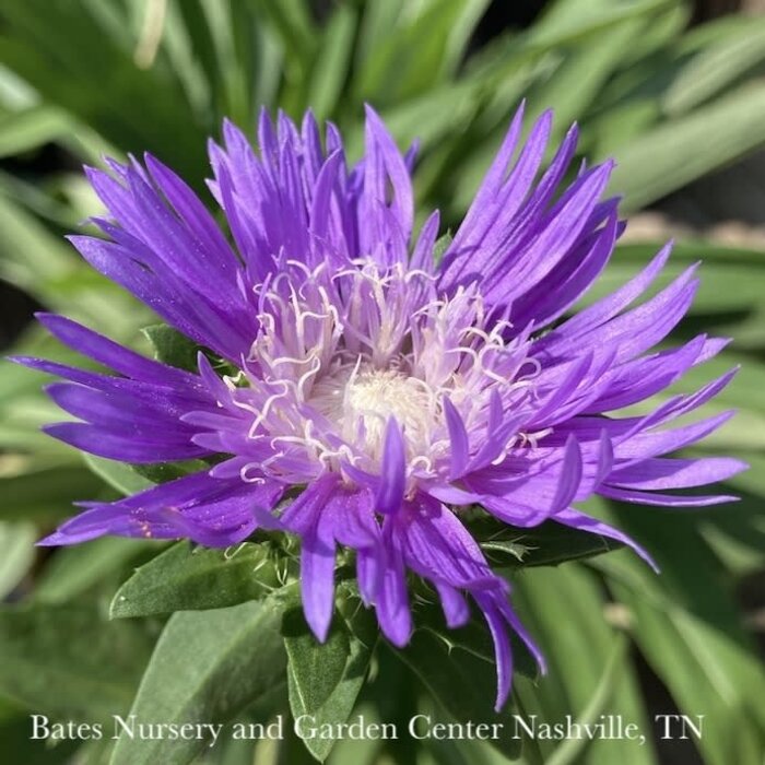 #1 Stokesia laevis Honeysong Purple/ Stokes' Aster Native (R)