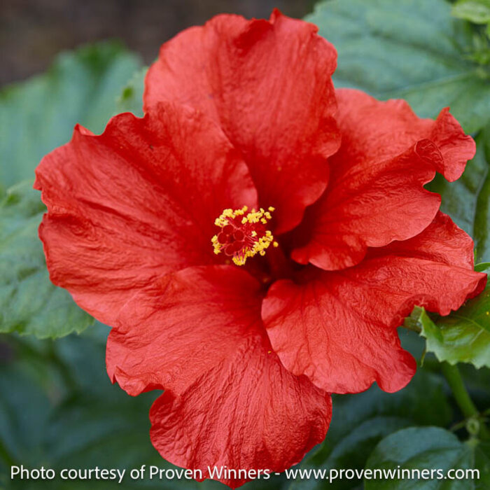 Tropical #3 Hibiscus Hollywood 'First to Arrive'/ Red