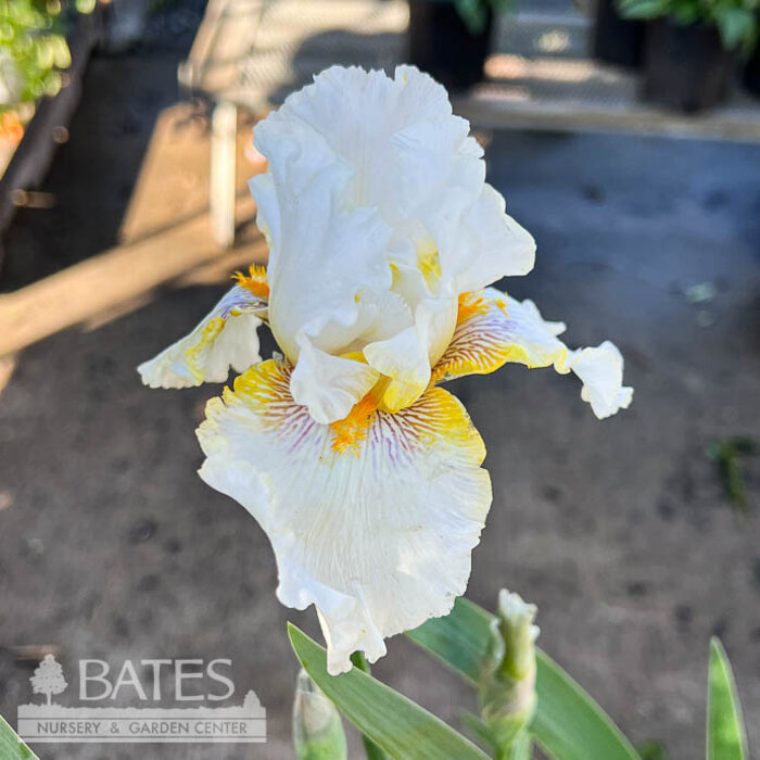 #1 Iris germanica Goldkist/ White, Yellow Bearded