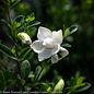 #3 Gardenia jas SL Jubilation/ Hardy - No Warranty