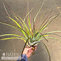 Tillandsia / Air  Plant Fasc Tropiflora 10-12"