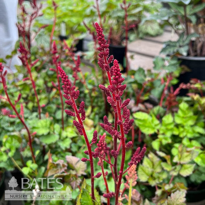 #1 Astilbe chin Visions Volcano/ Pink