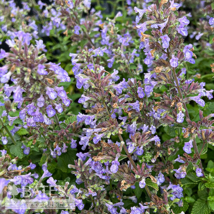 #1 Nepeta Picture Purrfect/ Compact Catmint