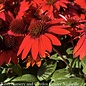 #1 Echinacea x PW Sombrero 'Sangrita'/ Red Coneflower