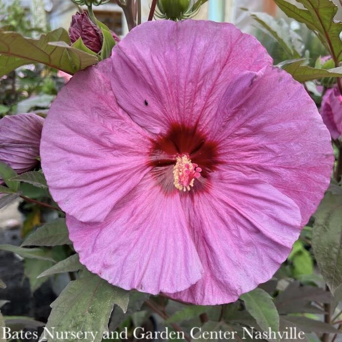 #2 Hibiscus x PW Summerific 'Berry Awesome'/ Hardy