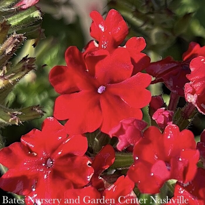 #1 Verbena x Endurascape 'Red'/ Annual Not Hardy
