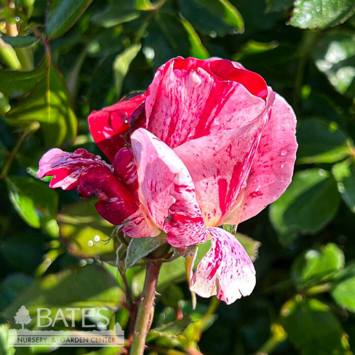#3 Rosa Scentimental/ Red and White Floribunda Rose - No Warranty