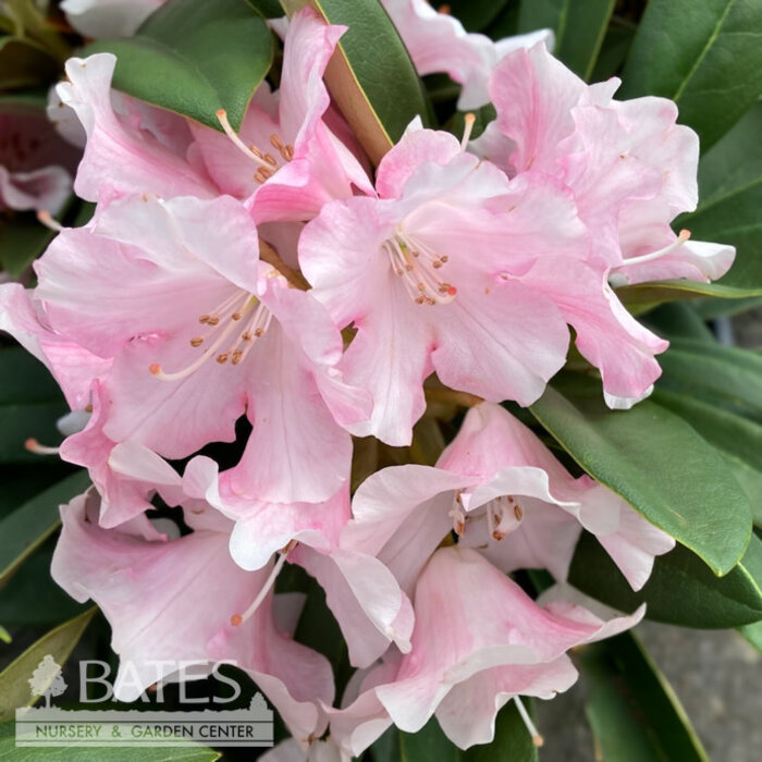 #3 Rhododendron x Mardi Gras/ White, Pink - No Warranty