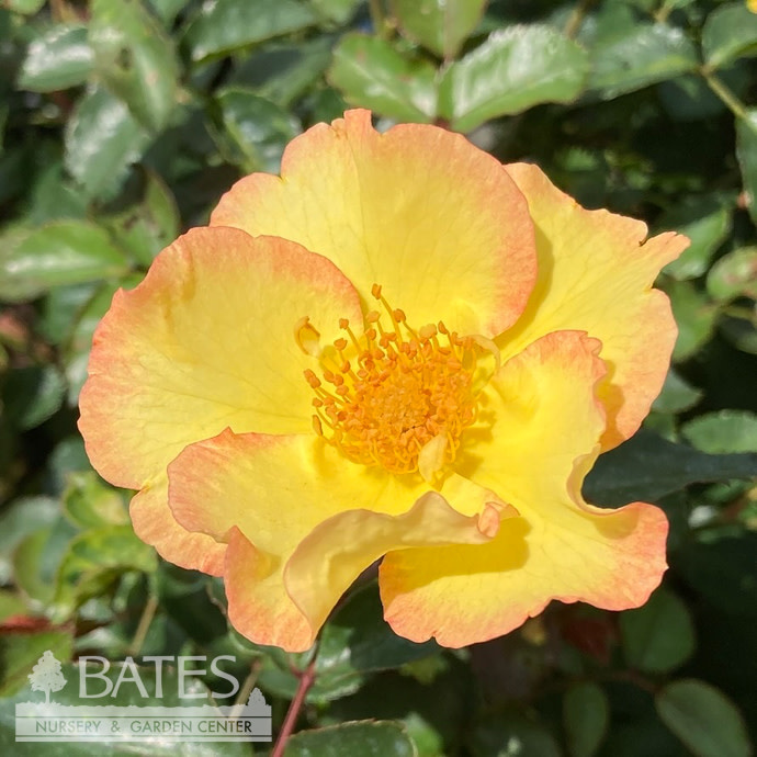 #2 Rosa Nitty Gritty ‘Yellow’/ Groundcover Rose - No Warranty - Bates