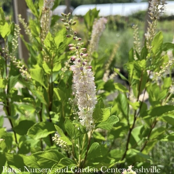 #2 Clethra alnifolia Ruby Spice/ Pink Summersweet Native (TN)